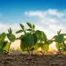 Lanzan un bioestimulante que impulsa la productividad de la soja