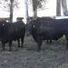 Palpitando el remate del 31, Día de Campo en “La Leopoldina”