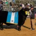 Batacazo de Rústicos en Tandil