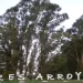 Hoy 29 de agosto se celebra en la Argentina el Día del Árbol