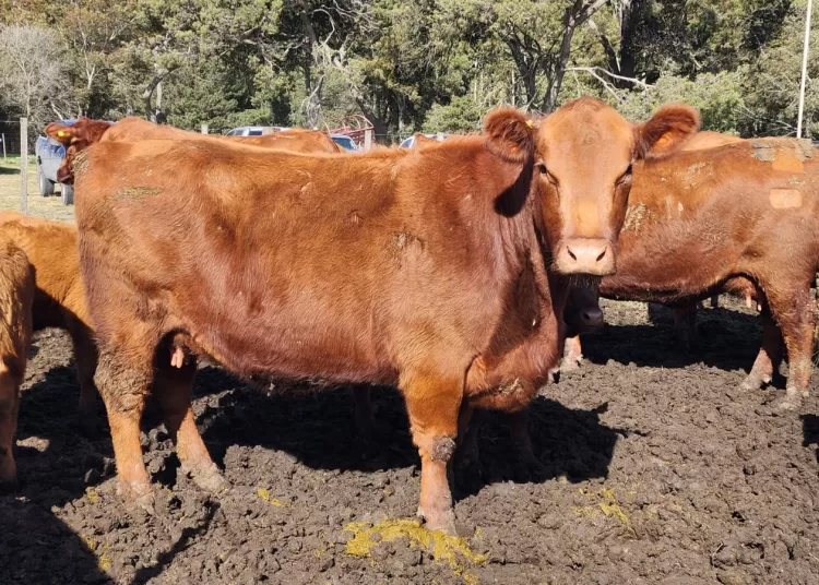 Ofrecieron día de campo de La Torcacita con miras a la subasta del viernes 18 en La Rural