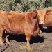 Ofrecieron día de campo de La Torcacita con miras a la subasta del viernes 18 en La Rural