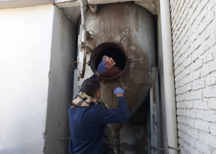 Detectaron triquinosis en una muestra de cerdo y debieron faenar 75 animales