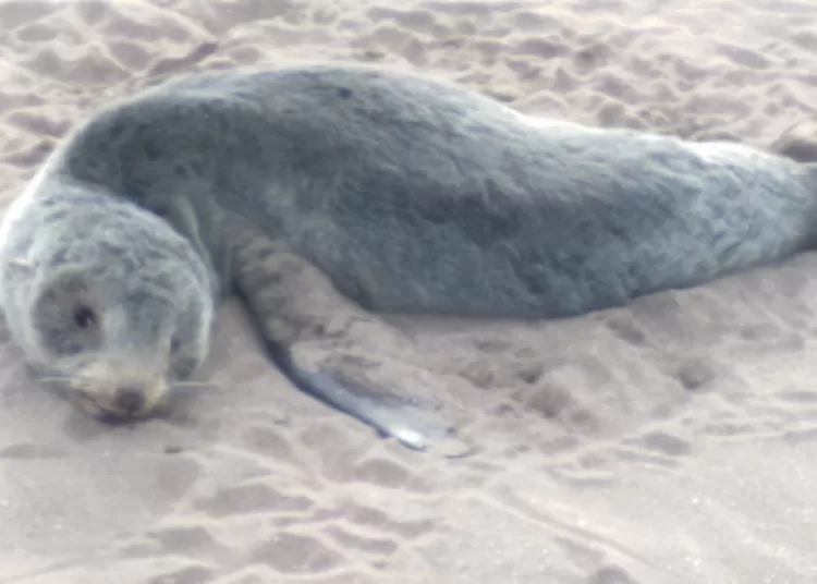 Hallaron otros cuatro lobos marinos muertos y en el distrito ya suman dieciseis