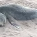 Hallaron otros cuatro lobos marinos muertos y en el distrito ya suman dieciseis