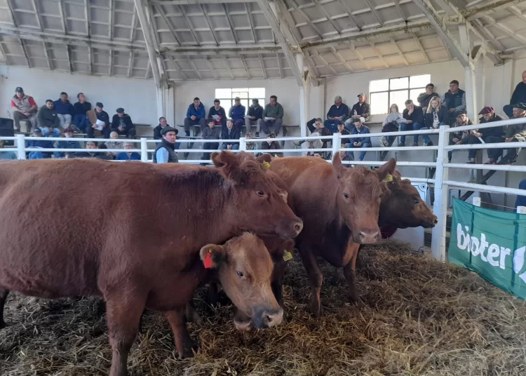 El remate de Cabaña Santa Rosa abrió la 166° Exposición Rural