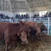 El remate de Cabaña Santa Rosa abrió la 166° Exposición Rural
