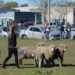 Por segunda edición consecutiva, los perros arreadores y de rescate serán otra de las atracciones de la 166° Exposición Rural