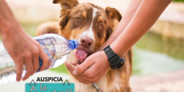 Cuidados básicos de las mascotas