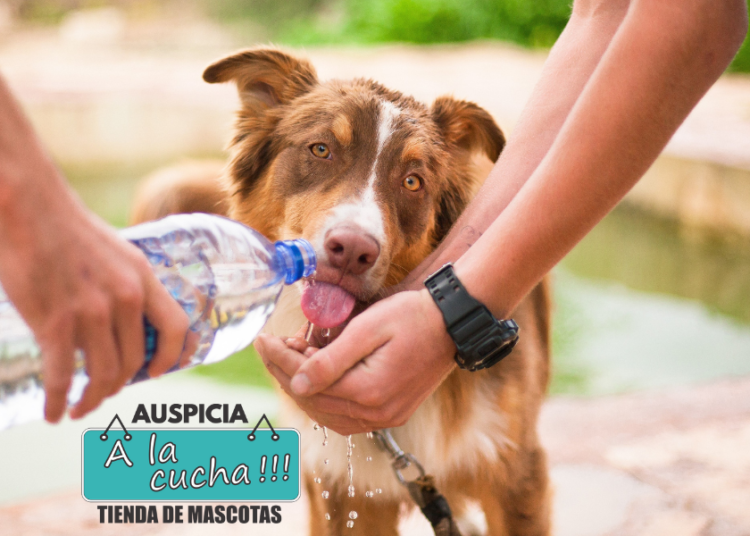 Cuidados básicos de las mascotas