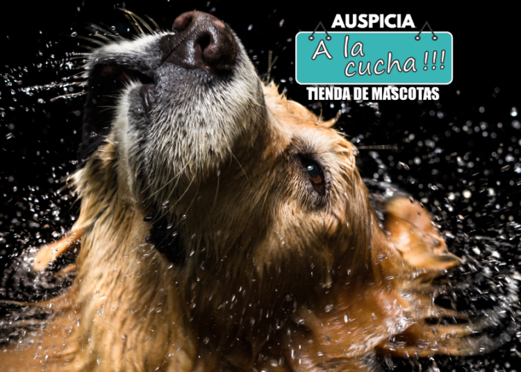 Cómo cuidar el pelo del perro correctamente