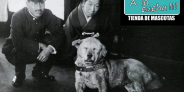Hachiko: una historia real sobre el amor incondicional