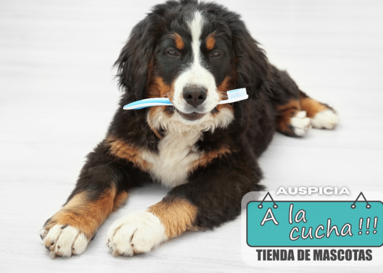 La salud bucodental de tu mascota también es prioridad