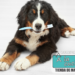 La salud bucodental de tu mascota también es prioridad