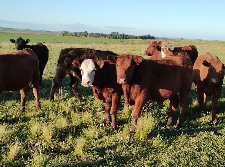 Advierten sobre sanciones por animales sueltos en la vía pública