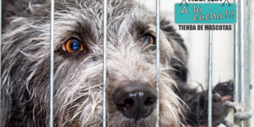 Cinco cosas que tenés que saber antes de adoptar una mascota