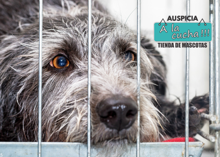 Cinco cosas que tenés que saber antes de adoptar una mascota