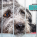 Cinco cosas que tenés que saber antes de adoptar una mascota