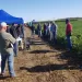 La Cooperativa Agraria convoca a su tradicional muestra del potencial en trigo y cebada