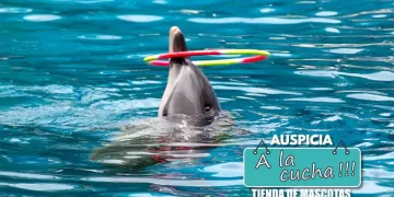 ¿Cómo se mide la inteligencia de los animales?