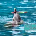 ¿Cómo se mide la inteligencia de los animales?