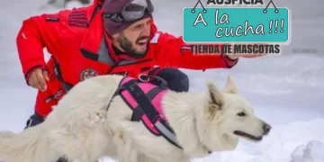 La importancia de los perros de búsqueda y rescate en situaciones de emergencia