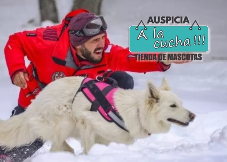 La importancia de los perros de búsqueda y rescate en situaciones de emergencia