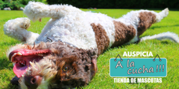 Las 10 cosas que hacen felices a los perros