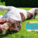 Las 10 cosas que hacen felices a los perros