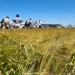 Estiman que las exportaciones de trigo saltarán 108,7% y alcanzarán los US$2.240 millones