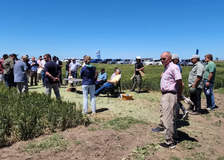 La Cooperativa Agraria celebró su tradicional muestra del potencial en trigo y cebada