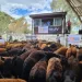 Destete de Primavera: una fecha que se consolida