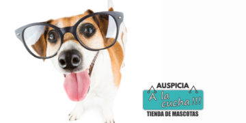 Por qué los perros no ven como nosotros