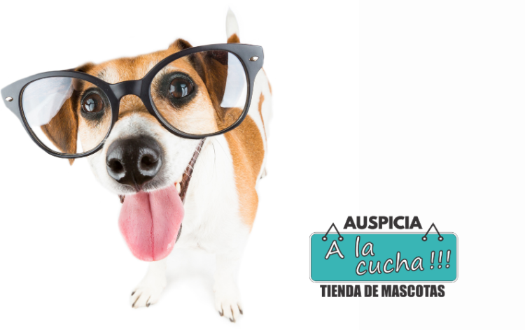 Por qué los perros no ven como nosotros