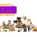 Animales para tener en casa