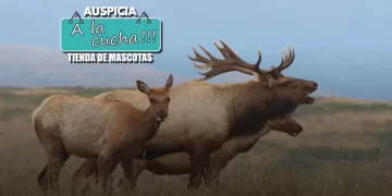 ¿Qué es la enfermedad del ciervo zombi y por qué preocupa a los expertos?