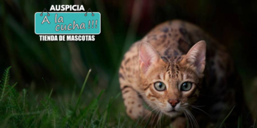 El gato doméstico en libertad supone un problema para la biodiversidad