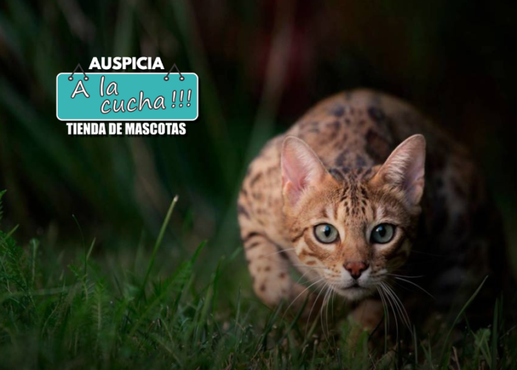 El gato doméstico en libertad supone un problema para la biodiversidad