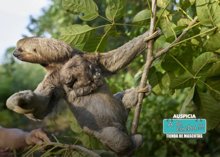 Por qué los perezosos se mueven tan despacio