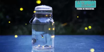 Los bichos de luz están desapareciendo: 5 acciones para protegerlos