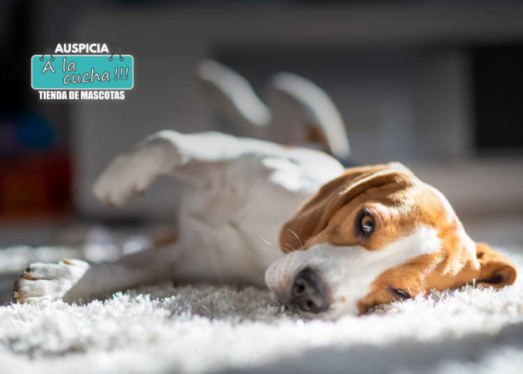 Perro doméstico: datos imprescindibles sobre el mejor amigo del hombre