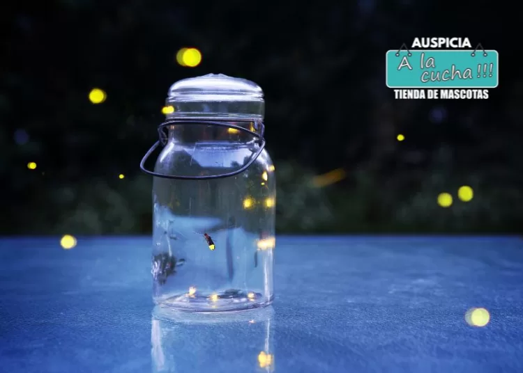 Los bichos de luz están desapareciendo: 5 acciones para protegerlos