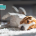 Perro doméstico: datos imprescindibles sobre el mejor amigo del hombre
