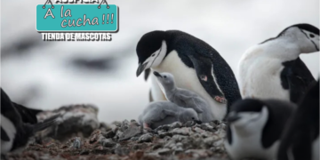 La increíble estrategia de los pingüinos: toman siestas de 4 segundos y duermen 11 horas al día