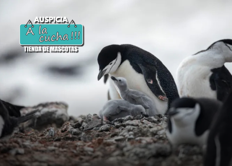 La increíble estrategia de los pingüinos: toman siestas de 4 segundos y duermen 11 horas al día
