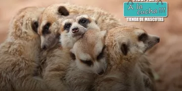 Maestros animales: 5 lecciones magistrales para aprender de ellos