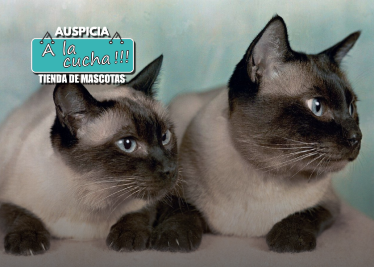 Los gatos siameses cambian de color ¿Cómo lo consiguen?