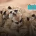 Maestros animales: 5 lecciones magistrales para aprender de ellos