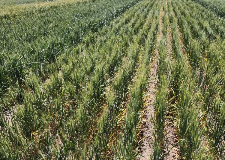 Las lluvias caídas en las últimas semanas mejoraron los cultivos de soja y maíz
