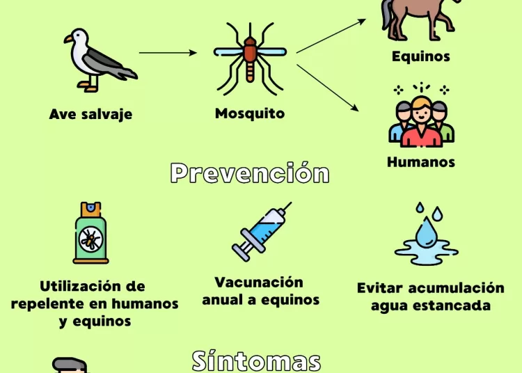 Tras detectar dos casos, arribaron al distrito las dosis para combatir la encefalomielitis equina